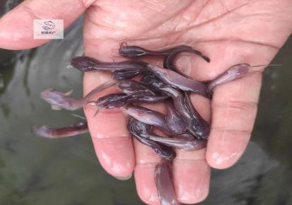 鱼种场供应优质塘鲺鱼苗 塘角鱼苗 提供种苗和技术 养殖资料