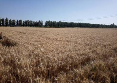 高产抗倒伏小麦品种矮秆大穗小麦种子山科麦2000