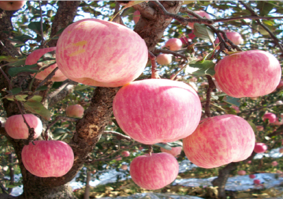 新鲜红富士苹果 5斤 当季新鲜苹果水果 脆甜多汁 功夫神农