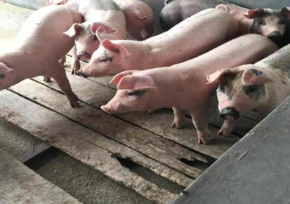 杜洛克猪种 贵州小猪仔 出售猪仔 富伟放心回家养殖过大年