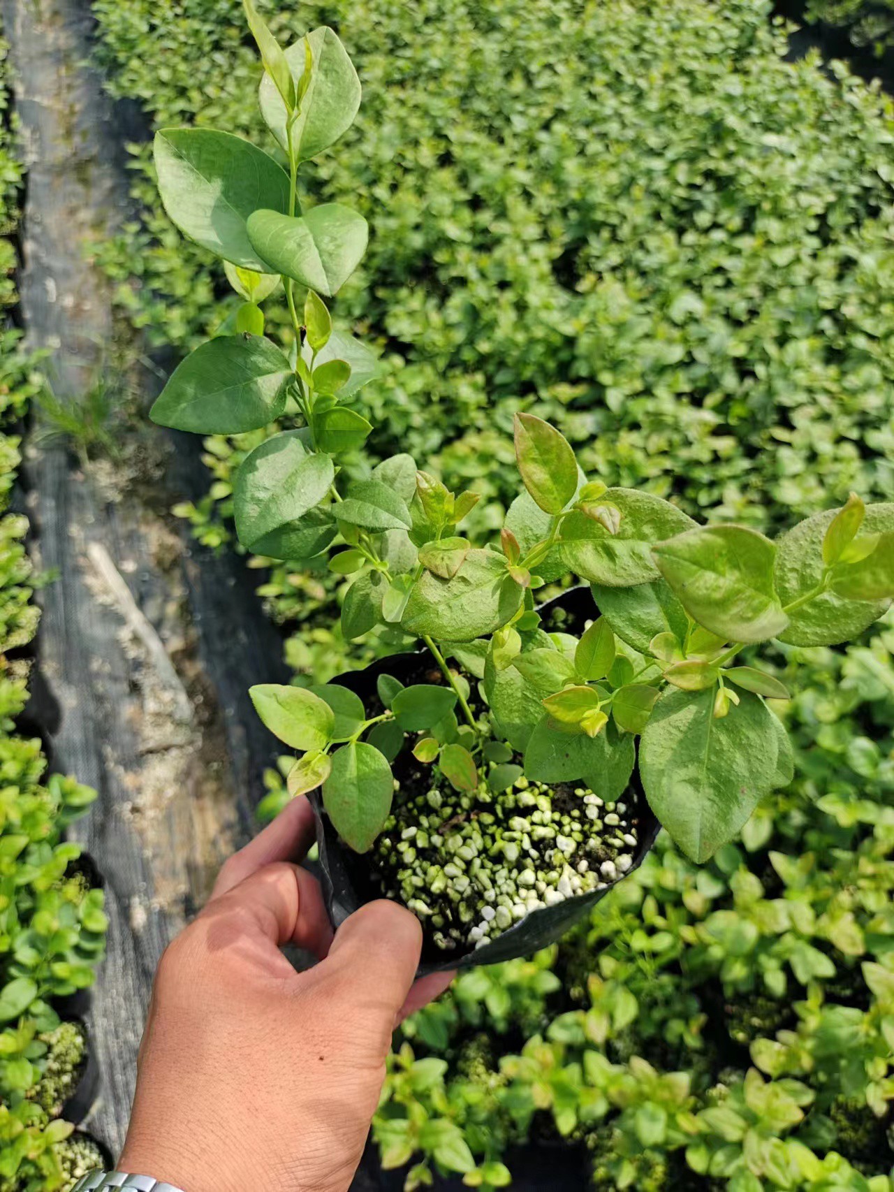 H5蓝莓苗广西种植方法
