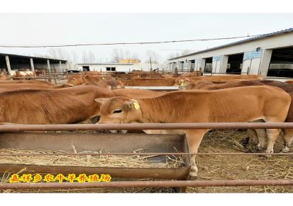 湖南肉牛养殖场 改良小肉牛批发价格 优质西门塔尔牛犊