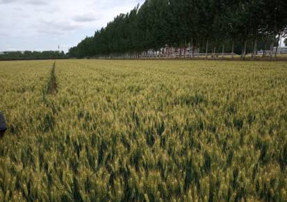 高产小麦新品种高产小麦种子德抗961