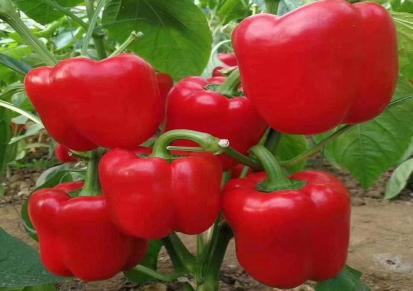 资生源红果源系列草莓专用叶面肥草莓增色肥膨果肥