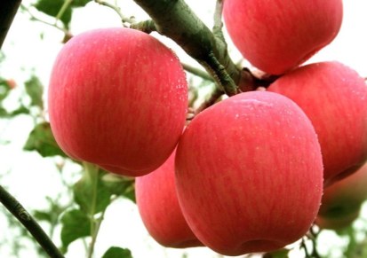 昌黎 红富士苹果苗基地 批发销售红富士苹果苗