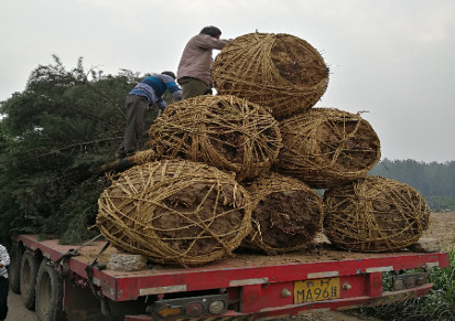 陕西蓝田精品白皮松，4.5米一级白皮松精品 园林绿化树木