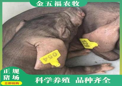 太湖母猪养殖基地 太湖公猪价钱 临沂金五福农牧欢迎现场挑选