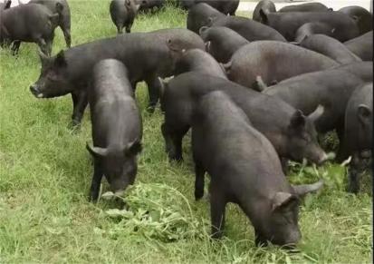 鸿超农业 体型肉质好长白猪原种母猪苗科学喂养 全国供应