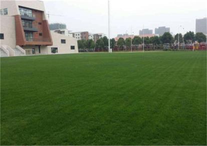 惠州国奥体育仿真草坪工程围挡 绿化人造假草皮 足球场幼儿园草皮地毯仿真草坪厂家