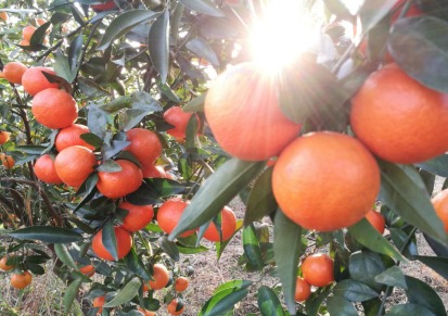 湖南千思世纪红柑橘树 世纪红柑橘苗种植技术