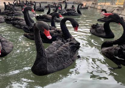湿地公园景区观赏黑天 鹅 体型优美 姿态优雅 元鸿出售