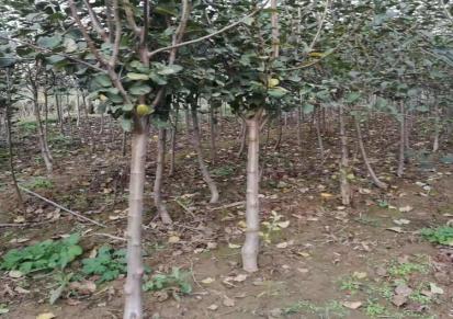 短枝红富士苹果苗-亩产值高-绿舟苗木出售新品种苹果苗木树苗-种植成本和收益如何