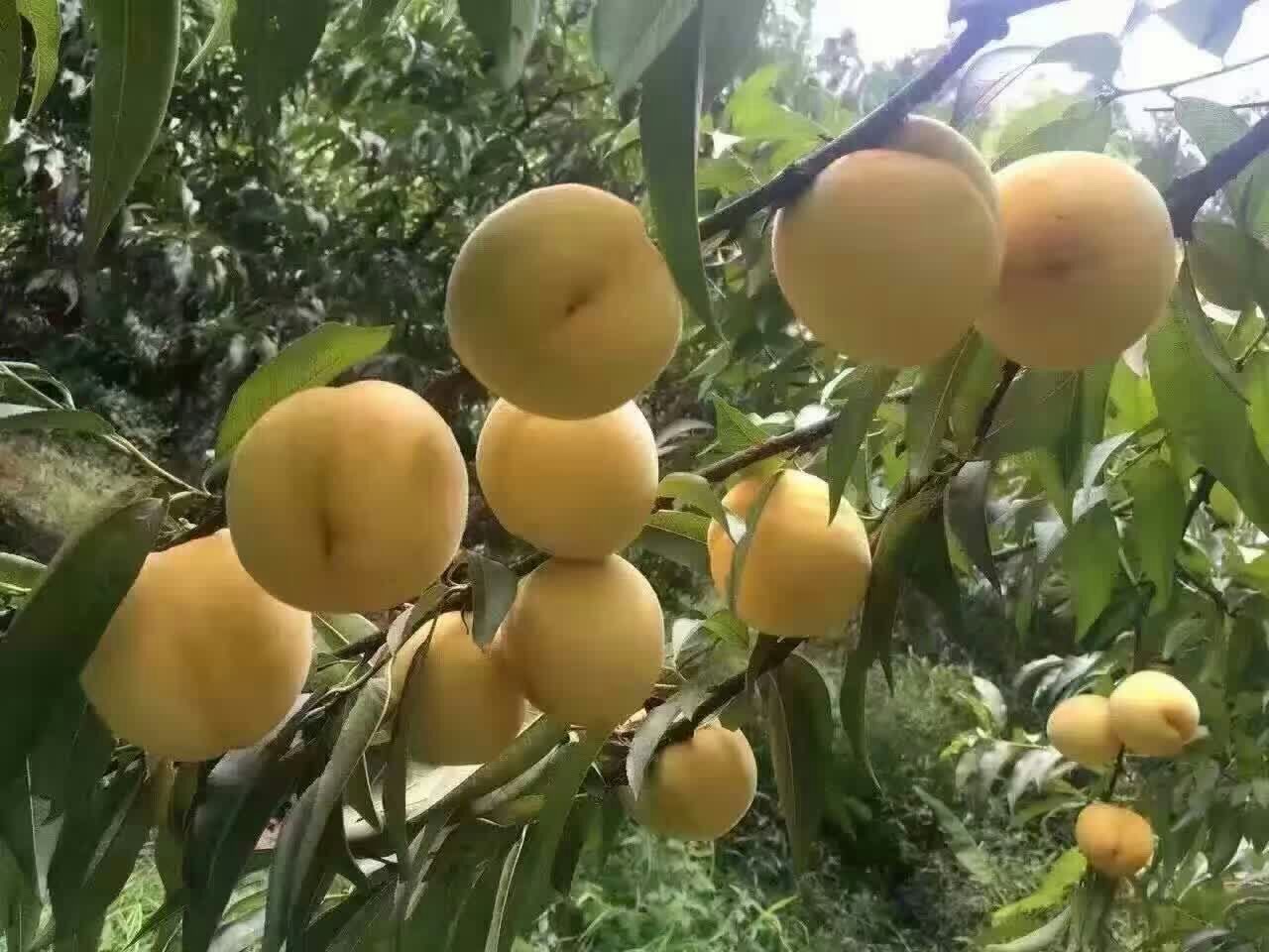 黄桃果子