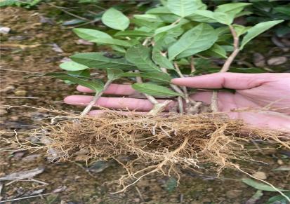和谐农业金牡丹茶苗 茶苗高度30厘米种植基地