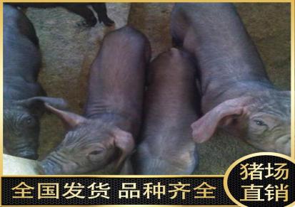 苏太公猪 苏太母猪 养殖基地 批发品种纯 好喂养 优选迎祥牧业