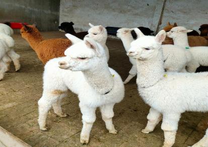 通和亚 萌宠羊驼养殖出售 纯种羊驼苗 好成活 活跃度高