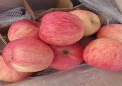 清库处理 红富士苹果价格预测 山东苹果批发 脆甜多汁