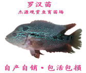 热带鱼 观赏鱼活体 中小型观赏鱼 罗汉鱼 鱼苗 2~3公分大量批发