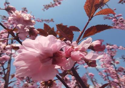 红叶榆叶梅 分枝2-4条 耐寒抗旱根系发达 适用于街道绿化观赏花灌木 彦涛苗圃