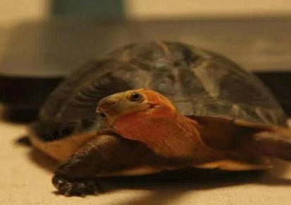 金钱龟养殖 红边龟培育基地 出售红肚龟