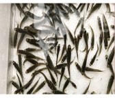 广州加州鲈鱼苗 活泼水产实在 广州加州鲈鱼苗批发