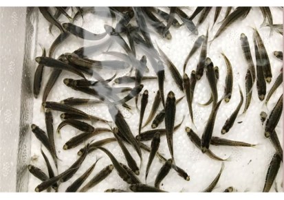 广州加州鲈鱼苗 活泼水产实在 广州加州鲈鱼苗批发
