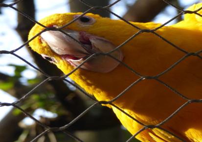 恩隆大型养鸟网 动物园不锈钢绳鸟笼舍网
