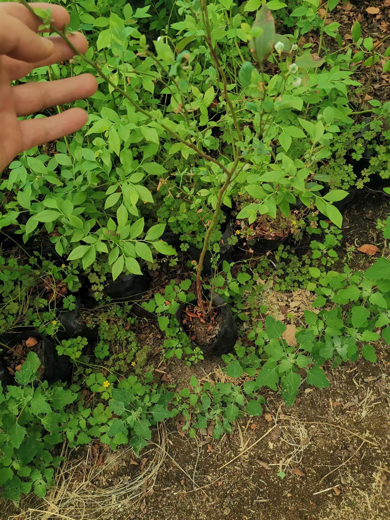 绿宝石蓝莓苗适合湖南种植吗