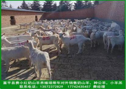 富平奶山羊基地出售成年萨能奶山羊 产奶量高 后躯发达提供技术指导