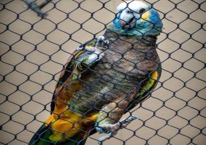恩隆钢丝绳鸟网 动物园鸟语林防护网 鸟园围网