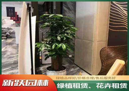 办公室绿植花卉租赁批发 安徽新跃园林 种类多样