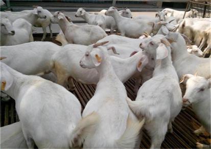 呼和浩特白山羊养殖价格 仁信牧业 白山羊羊苗