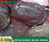 质量好的黑花甲鱼苗的价格甲鱼小苗批发半斤的甲鱼