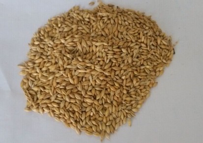 供进口澳麦 澳大利亚大麦 替代玉米的好原料