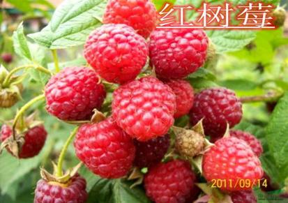 黄树莓苗-优质树莓苗