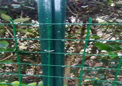 绿色浸塑荷兰网 防锈养殖围网 圈养鸡鸭围栏网 厂区学校围墙网