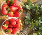 红颜草莓苗基地 红颜草莓苗价格 包成活 众然苗木