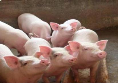 六盘水猪苗猪仔 思法品质可靠 杜洛克种公猪 育肥猪苗