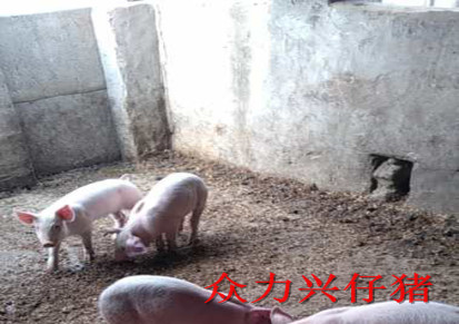 仔猪 三元仔猪市场价 众力兴 山东仔猪供应 猪场养殖猪仔出售