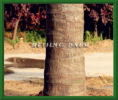 景观椰子树设计 椰子树设计 北京棕榈树公司 