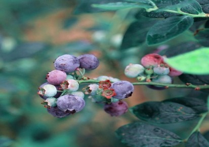 直销供应南方品种蜜斯提蓝莓树 根系强大 品种纯正 量大优惠