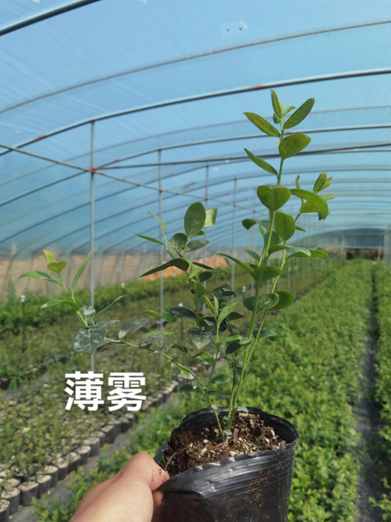 H5蓝莓苗湖南种植方法