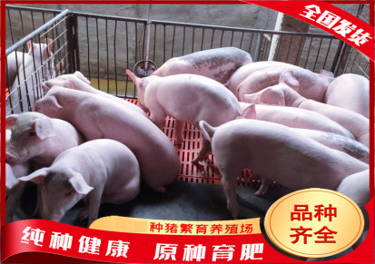 沂蒙黑猪养殖基地 大约克猪 立文 育肥肉猪仔猪活体养殖 高产量品种全体型好