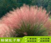 粉黛乱子草 盆栽苗 青州基地直销 多年生暖季型草本 观赏草