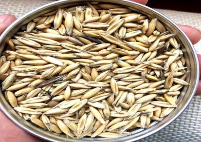 大颂农业供应皮燕麦压片燕麦养殖饲料高能量