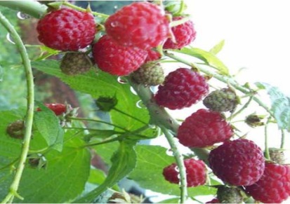 红树莓苗基地直销树莓苗 黑树莓苗 黄树莓苗
