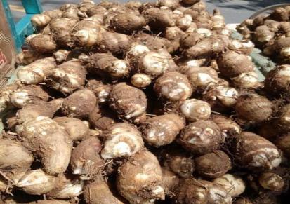 新鲜芋头 农户种植芋头现挖现发 8520毛芋头营养丰富 英瑞果蔬
