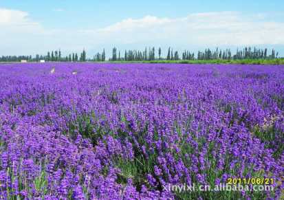 特别推出蓝紫色花薰衣草苗 五一节前开花 量大优惠