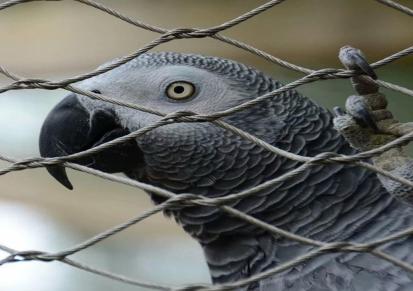 恩隆钢丝绳鸟网 动物园鸟语林防护网 鸟园围网