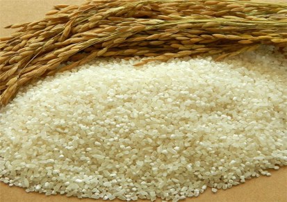 厂家直销优质碎米  碎米批发 安徽碎米厂家